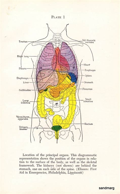 MAP Map Of Organs Of The Body